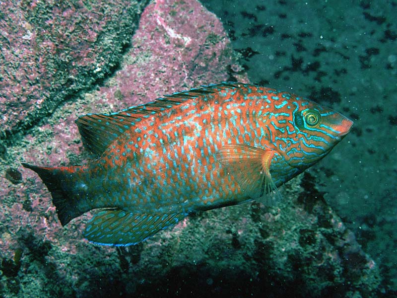 Symphodus melops (Tordo occhionero)